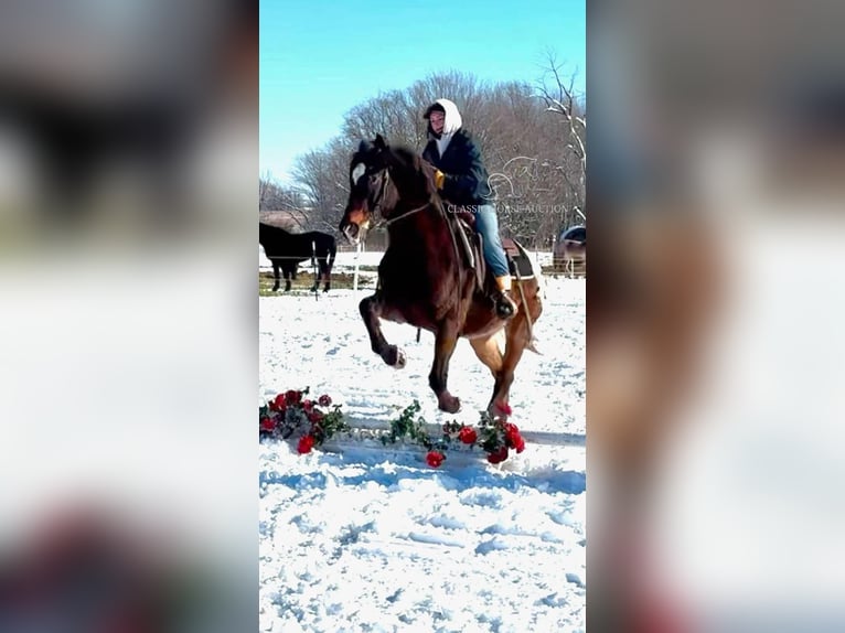 Appaloosa Caballo castrado 10 años 152 cm Castaño rojizo in Sheldon, MO