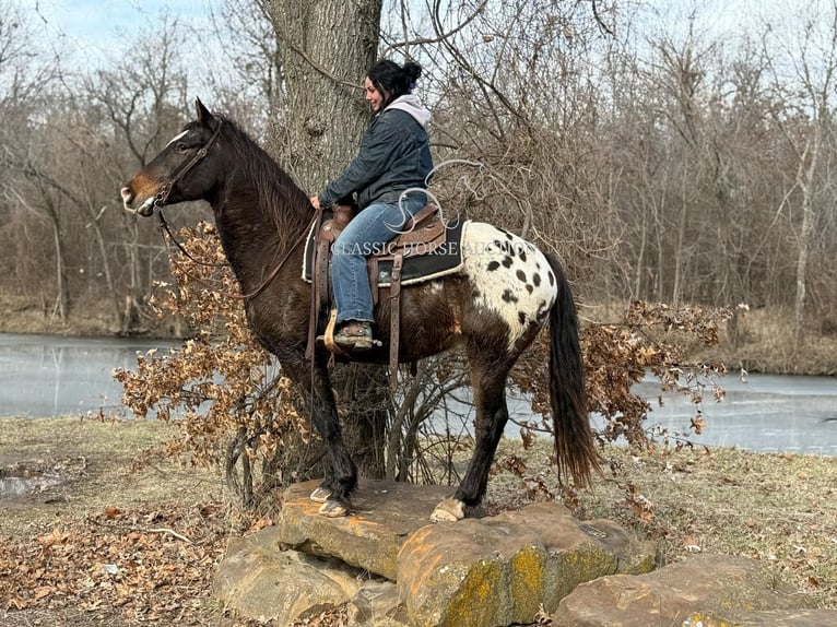 Appaloosa Caballo castrado 10 años 152 cm Castaño rojizo in Sheldon, MO