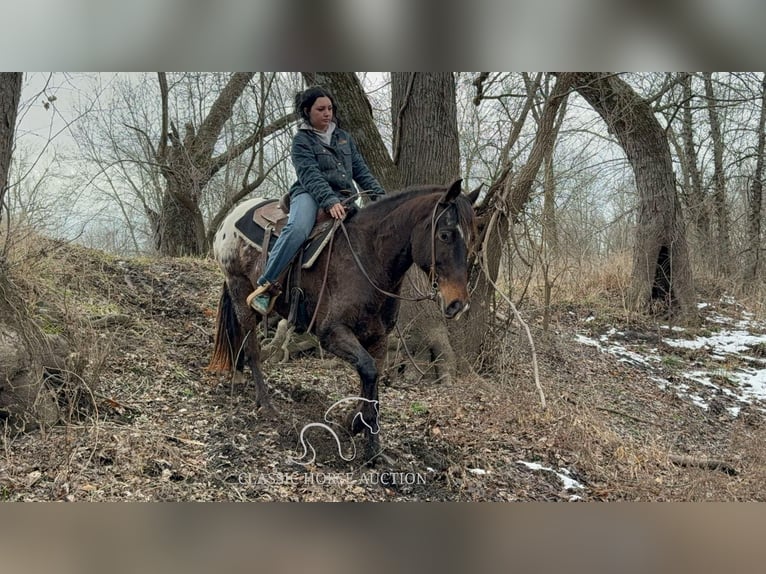 Appaloosa Caballo castrado 10 años 152 cm Castaño rojizo in Sheldon, MO