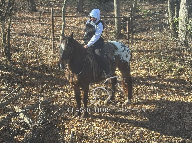 Appaloosa Caballo castrado 10 años 152 cm Castaño rojizo in Sheldon, MO