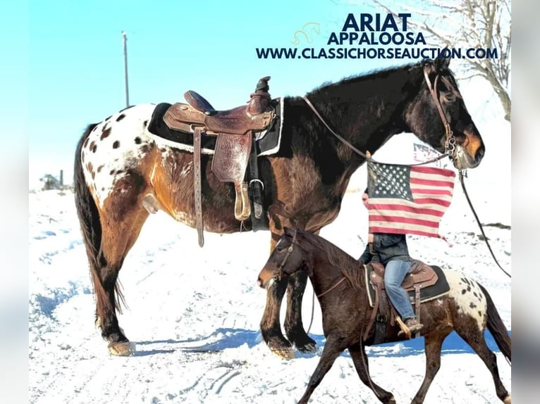 Appaloosa Caballo castrado 10 años 152 cm Castaño rojizo in Sheldon, MO