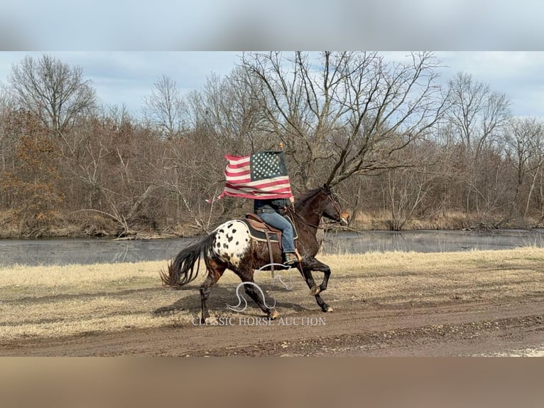 Appaloosa Caballo castrado 10 años 152 cm Castaño rojizo in Sheldon, MO