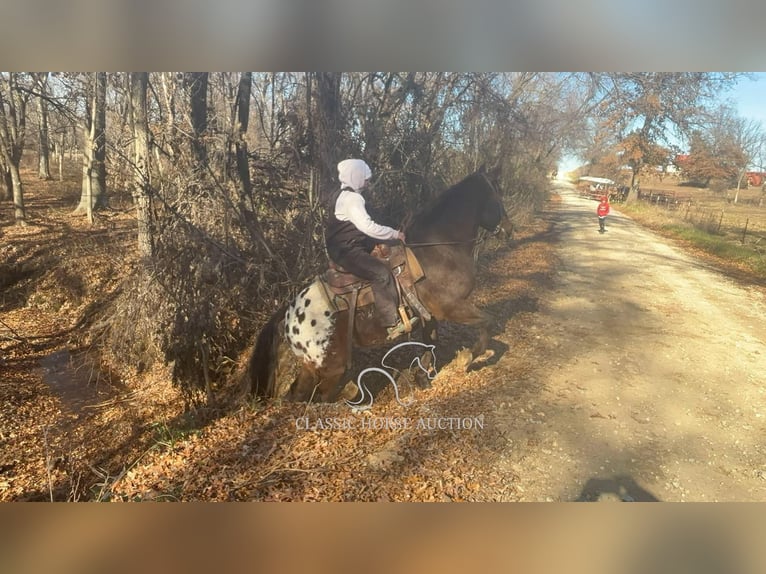 Appaloosa Caballo castrado 10 años 152 cm Castaño rojizo in Sheldon, MO