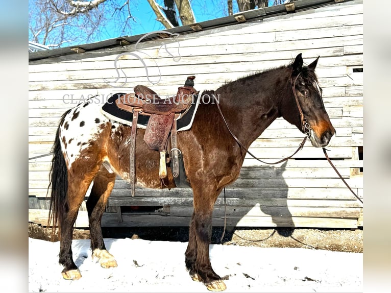 Appaloosa Caballo castrado 10 años 152 cm Castaño rojizo in Sheldon, MO