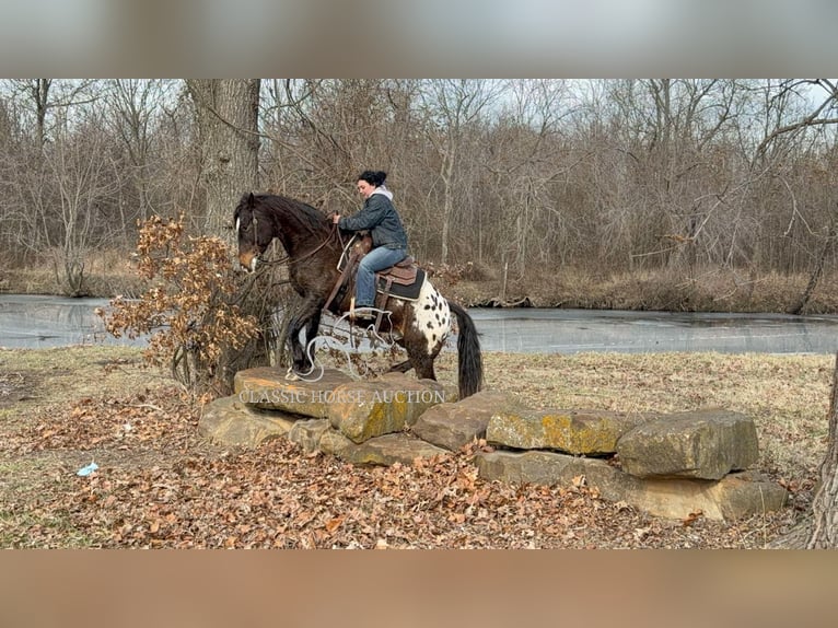 Appaloosa Caballo castrado 10 años 152 cm Castaño rojizo in Sheldon, MO