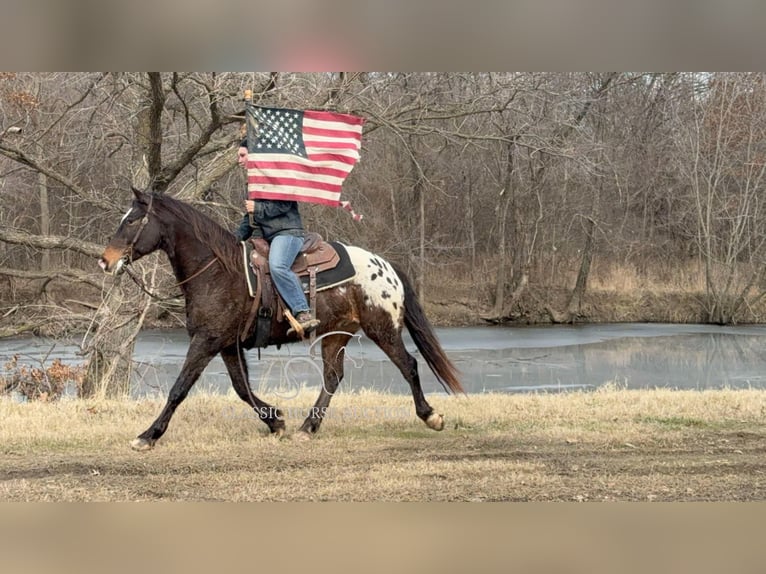 Appaloosa Caballo castrado 10 años 152 cm Castaño rojizo in Sheldon, MO