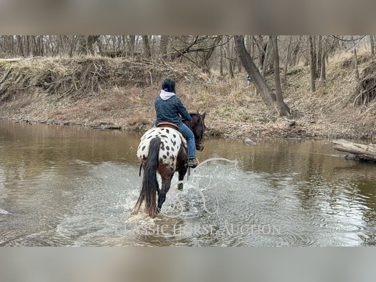 Appaloosa Caballo castrado 10 años 152 cm Castaño rojizo in Sheldon, MO