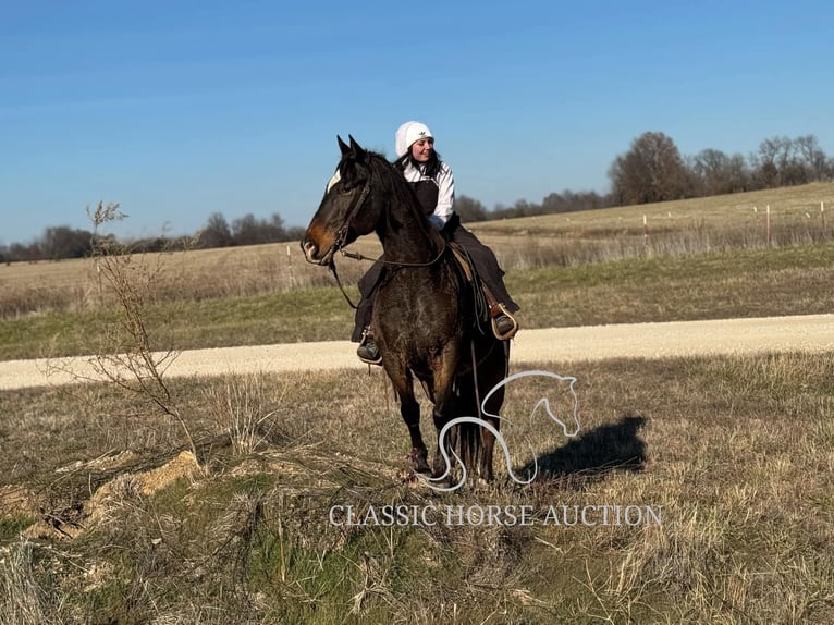 Appaloosa Caballo castrado 10 años 152 cm Castaño rojizo in Sheldon, MO