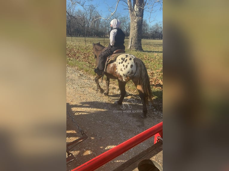 Appaloosa Caballo castrado 10 años 152 cm Castaño rojizo in Sheldon, MO