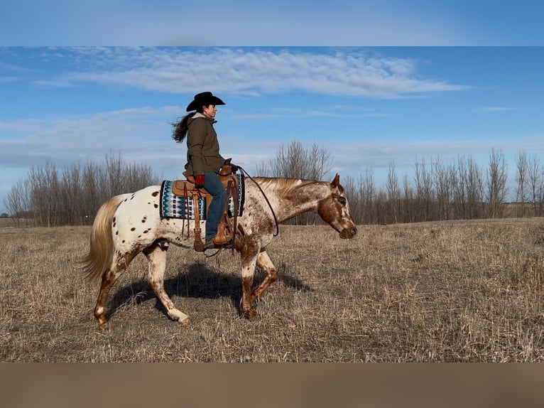 Appaloosa Caballo castrado 10 años 152 cm in Joice, IA