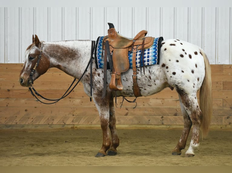 Appaloosa Caballo castrado 10 años 152 cm in Joice, IA