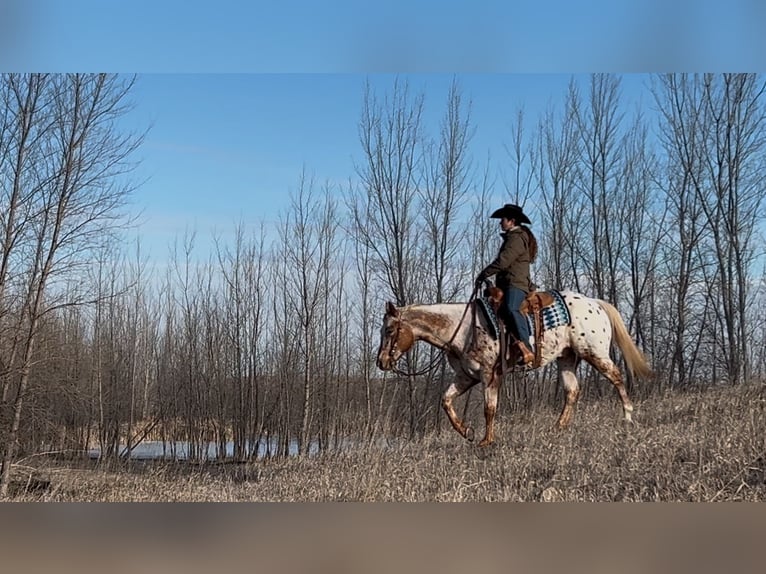 Appaloosa Caballo castrado 10 años 152 cm in Joice, IA