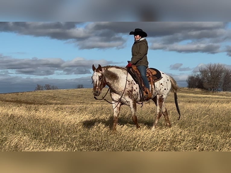 Appaloosa Caballo castrado 10 años 152 cm in Joice, IA