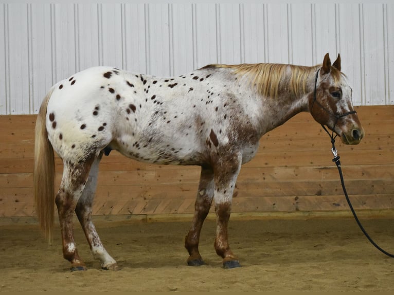 Appaloosa Caballo castrado 10 años 152 cm in Joice, IA