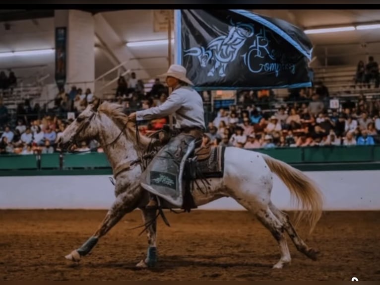 Appaloosa Caballo castrado 10 años 152 cm Ruano alazán in Henderson