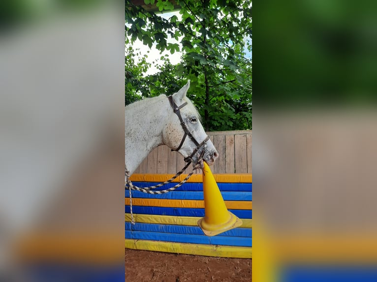 Appaloosa Mestizo Caballo castrado 10 años 154 cm Tordo rodado in Obing