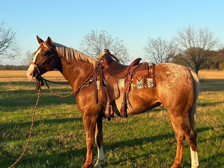 Appaloosa Caballo castrado 10 años 155 cm Alazán-tostado in Argyle