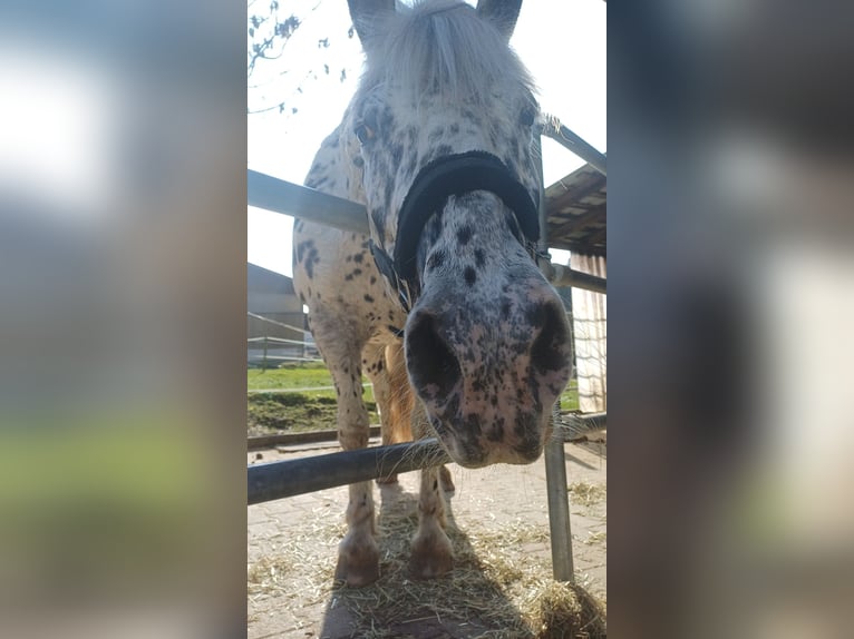 Appaloosa Caballo castrado 10 años 155 cm Pío in Sigmarszell