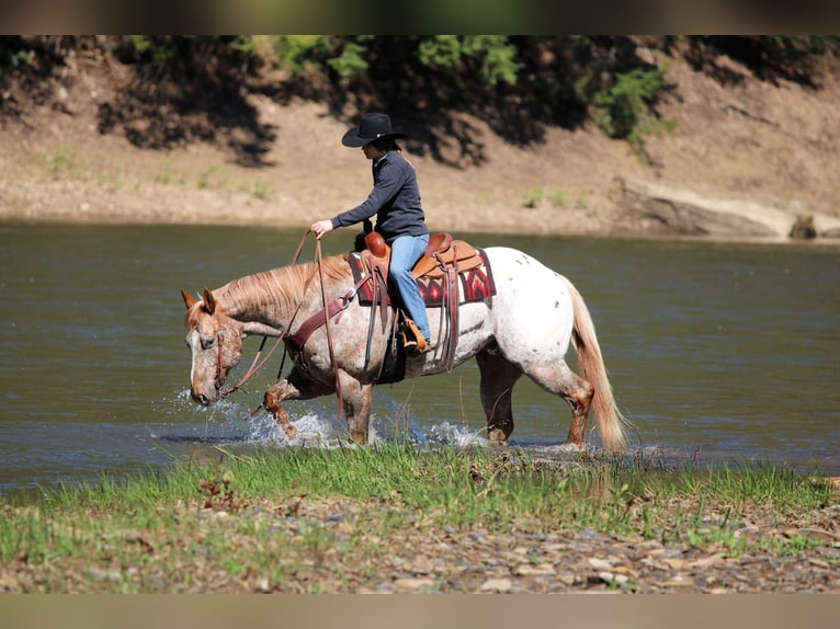 Appaloosa Caballo castrado 10 años 157 cm Alazán rojizo in Clarion, PA
