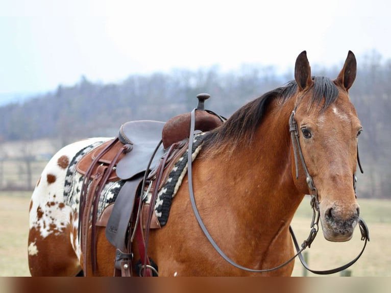 Appaloosa Caballo castrado 10 años 157 cm in Battle Creek, IA