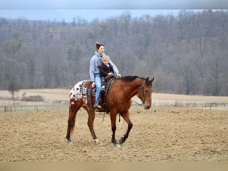 Appaloosa Caballo castrado 10 años 157 cm in Battle Creek, IA