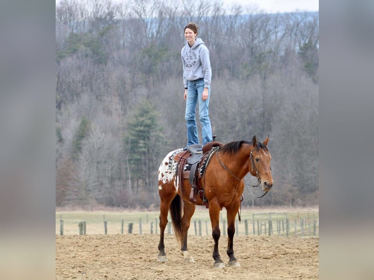 Appaloosa Caballo castrado 10 años 157 cm in Battle Creek, IA