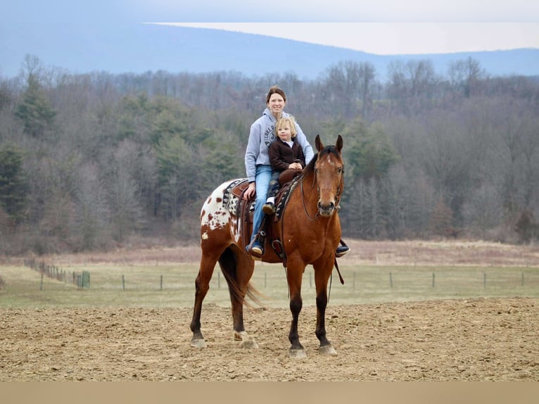 Appaloosa Caballo castrado 10 años 157 cm in Battle Creek, IA