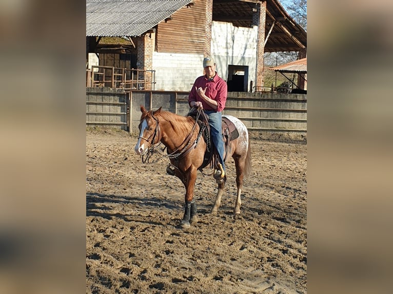 Appaloosa Caballo castrado 10 años 160 cm Alazán in Milano