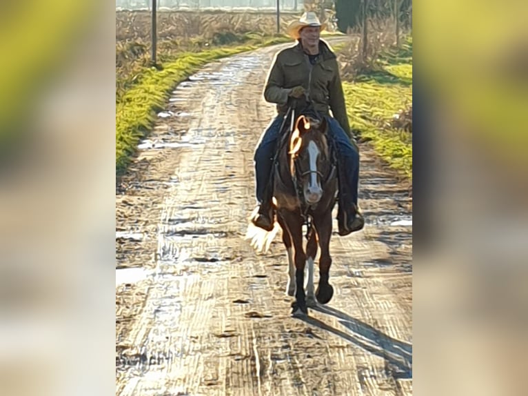 Appaloosa Caballo castrado 10 años 160 cm Alazán in Milano