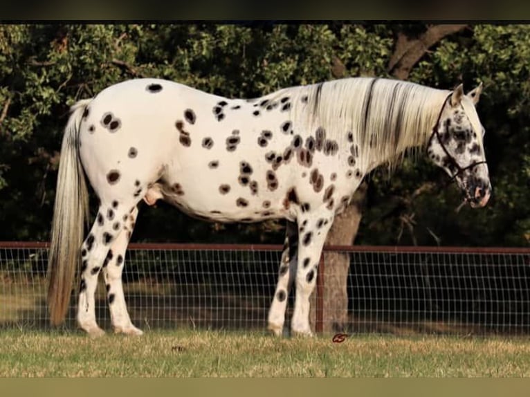 Appaloosa Caballo castrado 10 años 160 cm Atigrado/Moteado in Frankfurt am Main Appaloosa Caballo castrado 10 años 160 cm Atigrado/Moteado in Frankfurt am Main