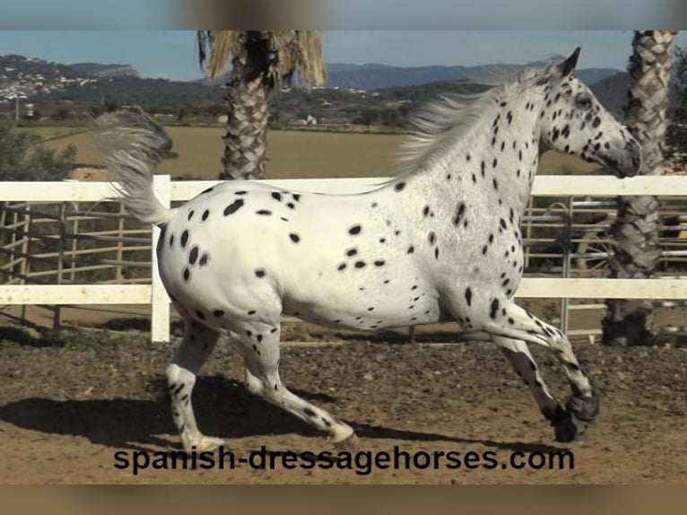 Appaloosa Mestizo Caballo castrado 10 años 160 cm in Barcelona