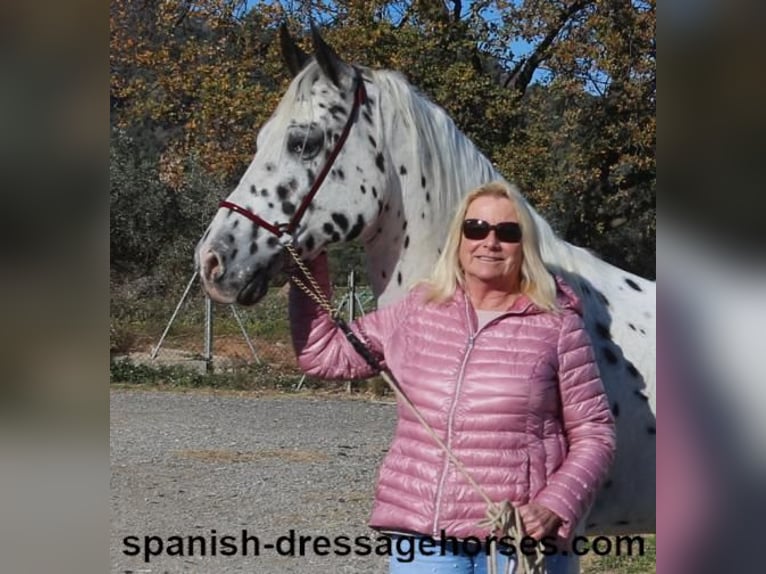 Appaloosa Mestizo Caballo castrado 10 años 160 cm in Barcelona