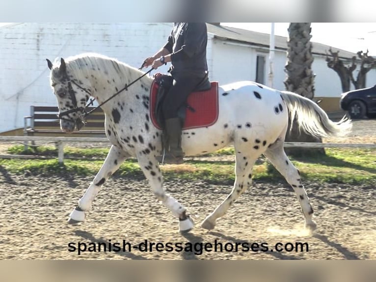 Appaloosa Mestizo Caballo castrado 10 años 160 cm in Barcelona