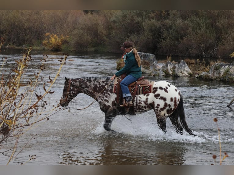 Appaloosa Caballo castrado 10 años 160 cm in Waterford