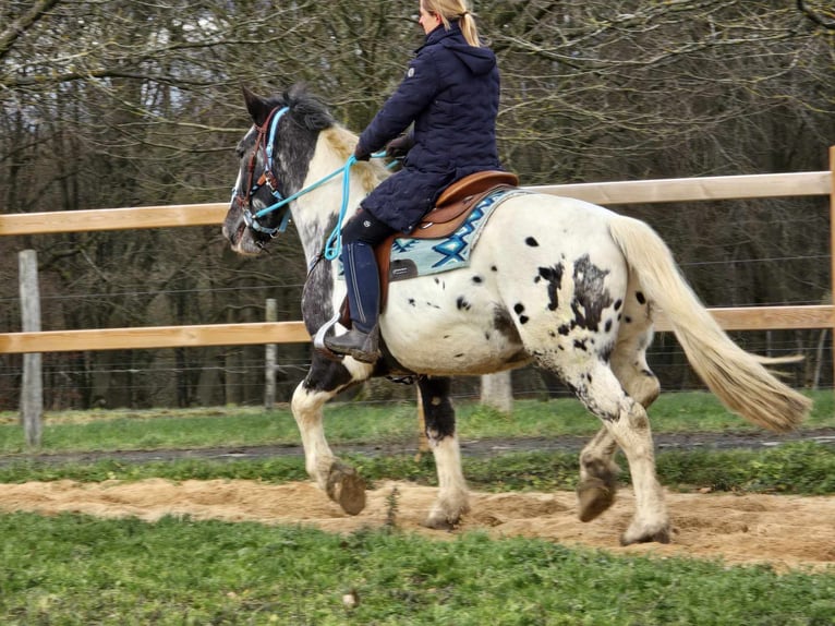 Appaloosa Mestizo Caballo castrado 10 años 162 cm Atigrado/Moteado in Linkenbach