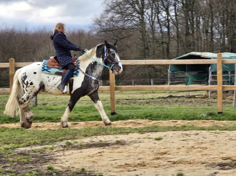 Appaloosa Mestizo Caballo castrado 10 años 162 cm Atigrado/Moteado in Linkenbach