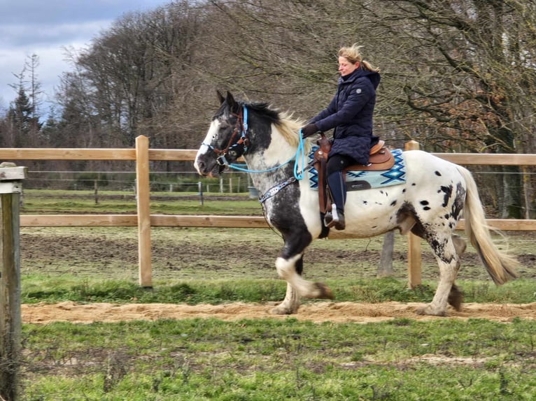 Appaloosa Mestizo Caballo castrado 10 años 162 cm Atigrado/Moteado in Linkenbach