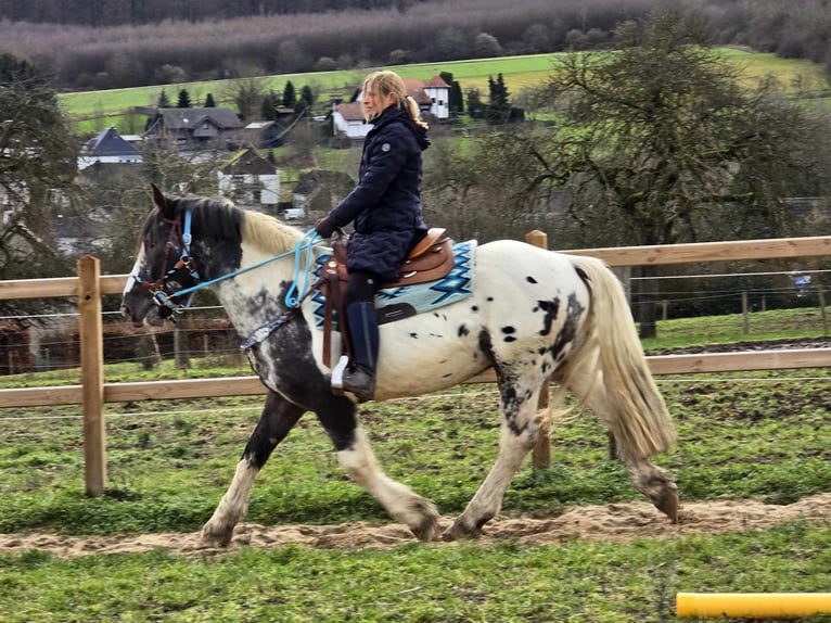 Appaloosa Mestizo Caballo castrado 10 años 162 cm Atigrado/Moteado in Linkenbach