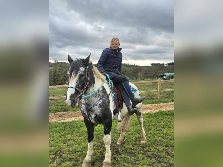 Appaloosa Mestizo Caballo castrado 10 años 162 cm Atigrado/Moteado in Linkenbach