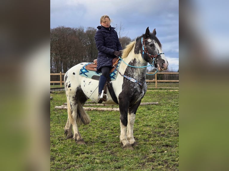 Appaloosa Mestizo Caballo castrado 10 años 162 cm Atigrado/Moteado in Linkenbach