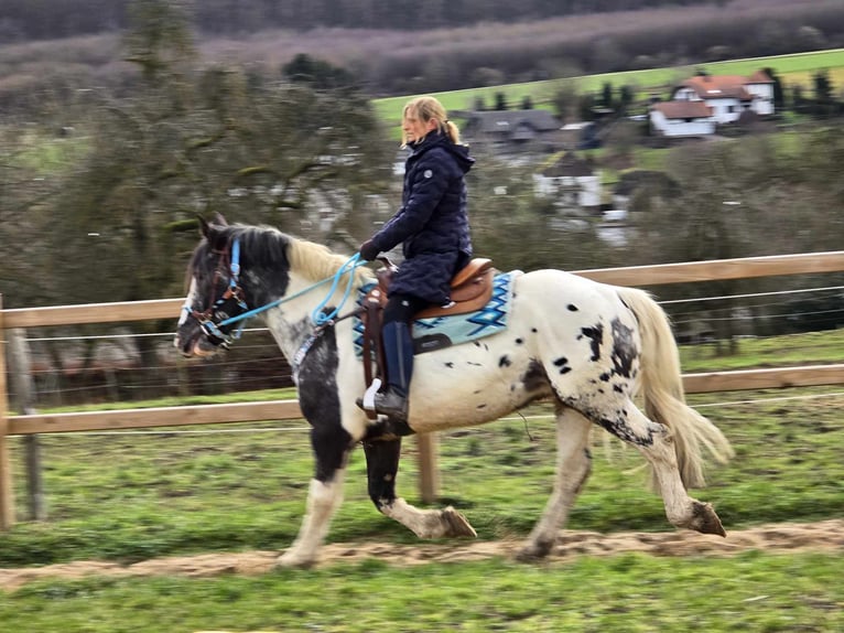 Appaloosa Mestizo Caballo castrado 10 años 162 cm Atigrado/Moteado in Linkenbach