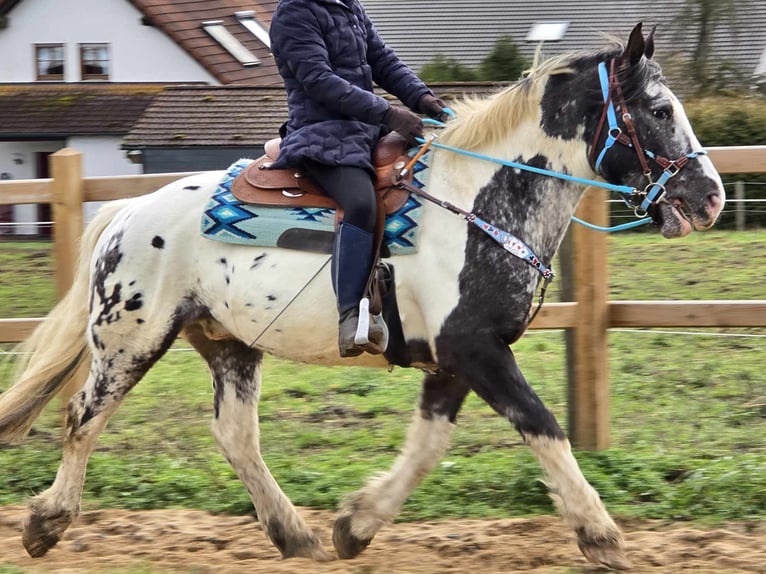 Appaloosa Mestizo Caballo castrado 10 años 162 cm Atigrado/Moteado in Linkenbach