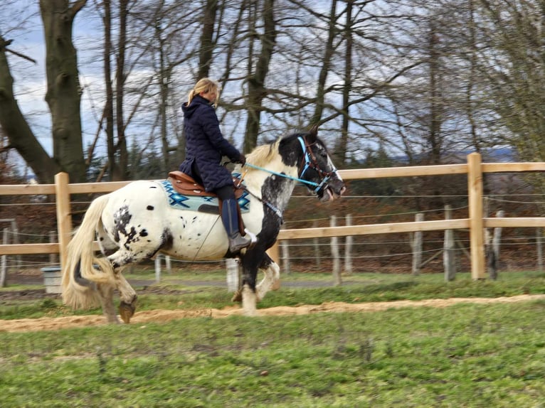 Appaloosa Mestizo Caballo castrado 10 años 162 cm Atigrado/Moteado in Linkenbach