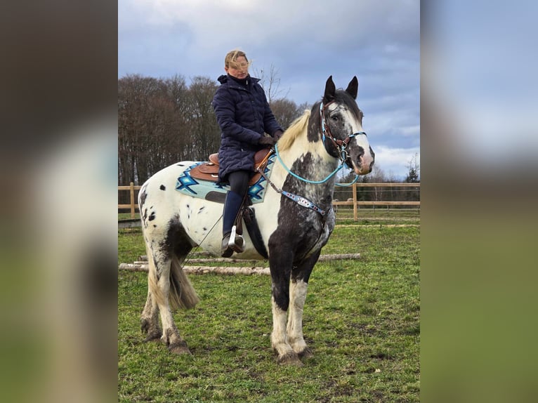 Appaloosa Mestizo Caballo castrado 10 años 162 cm Atigrado/Moteado in Linkenbach