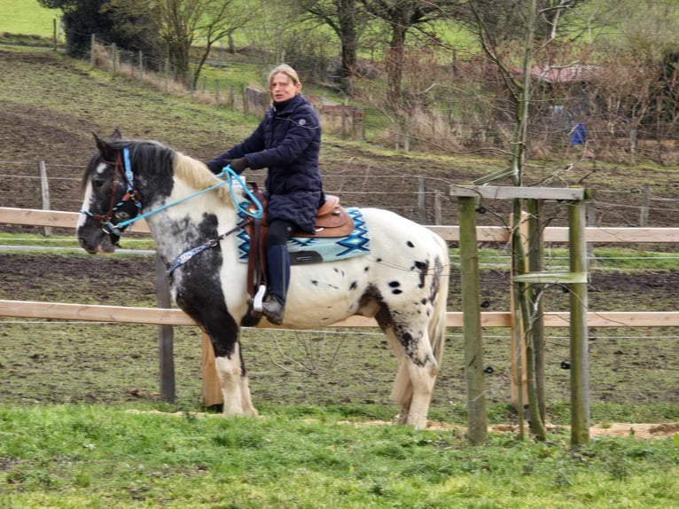 Appaloosa Mestizo Caballo castrado 10 años 162 cm Atigrado/Moteado in Linkenbach