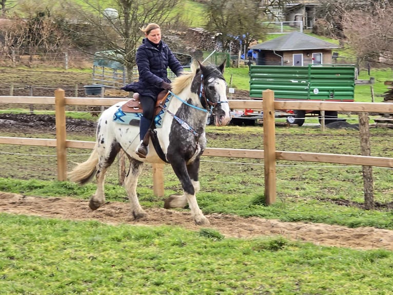 Appaloosa Mestizo Caballo castrado 10 años 162 cm Atigrado/Moteado in Linkenbach