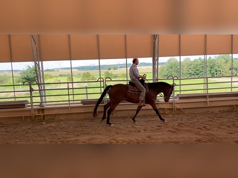 Appaloosa Caballo castrado 10 años 163 cm Castaño in Bad Rappenau