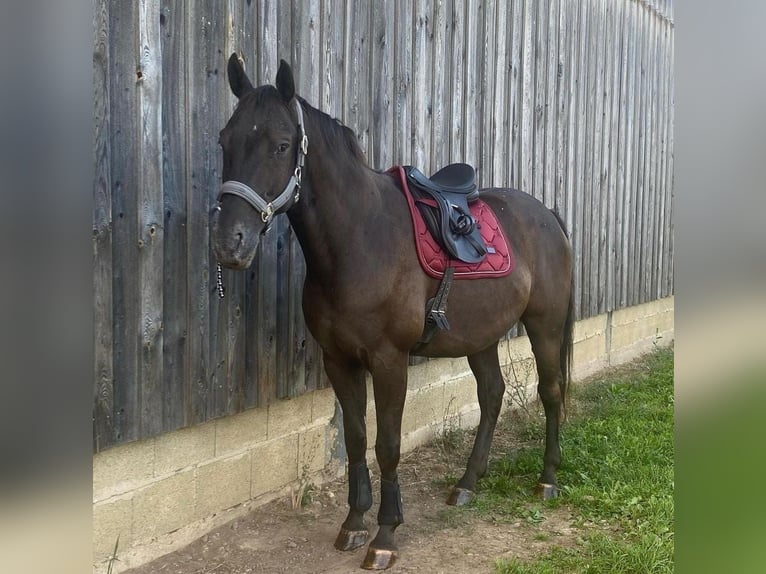 Appaloosa Caballo castrado 10 años 163 cm Negro in Goldkronach