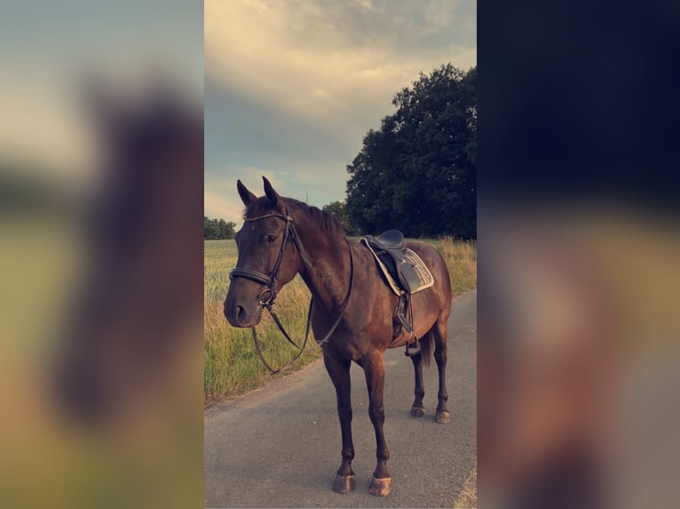 Appaloosa Caballo castrado 10 años 163 cm Negro in Goldkronach