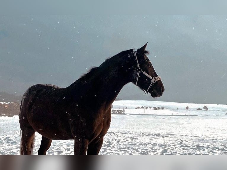 Appaloosa Caballo castrado 10 años 163 cm Negro in Goldkronach